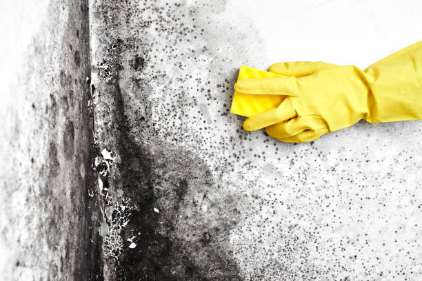 Best White Mold Remediation in New Martinsville, WV