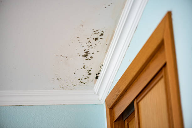 Best Health and Safety Mold Remediation in New Martinsville, WV