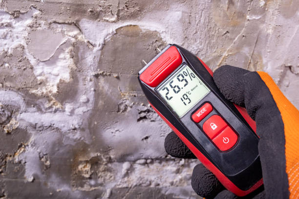 Best DIY Mold Remediation Support Services in New Martinsville, WV