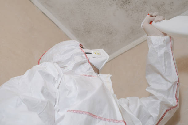 Best Kitchen Mold Remediation in New Martinsville, WV
