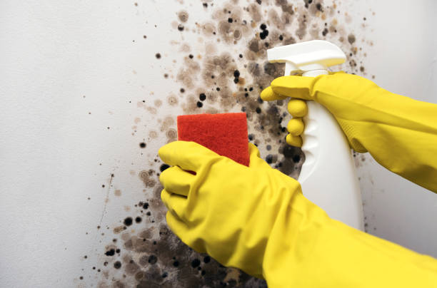 Best Insurance-Related Mold Remediation in New Martinsville, WV