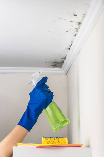 Best Commercial Mold Remediation in New Martinsville, WV